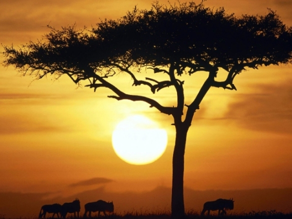 Wildebeests at Sunrise_ Masai Mara_ Kenya